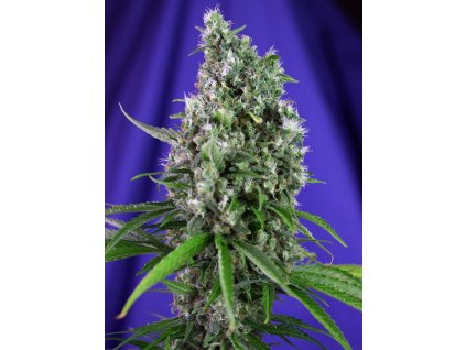 Sweet Trainwreck Auto - Sweet Seeds