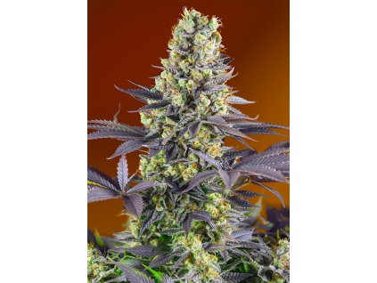 Sweet Zenzation - Sweet Seeds