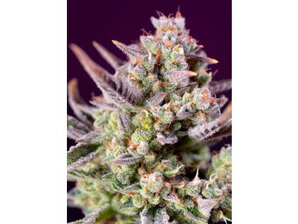 Sweet Zenzation XL Auto - Sweet Seeds