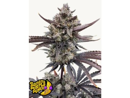 Screenshot 2026 01 30 at 14.55.51