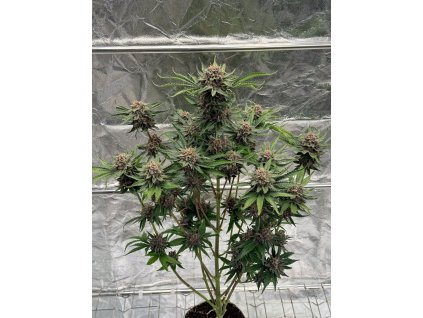 7e6bd129227a467fa00822dcef3f04b3