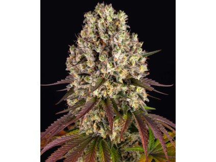 sour diesel circle new 21 535432