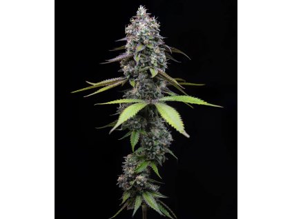 zoap circle new 21 370859