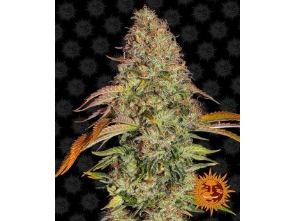 Zkittlez OG Auto - Barney´s Farm -