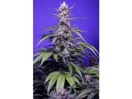 Screenshot 2026 02 16 at 14.36.32