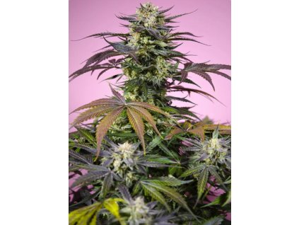 Screenshot 2026 02 16 at 14.42.42