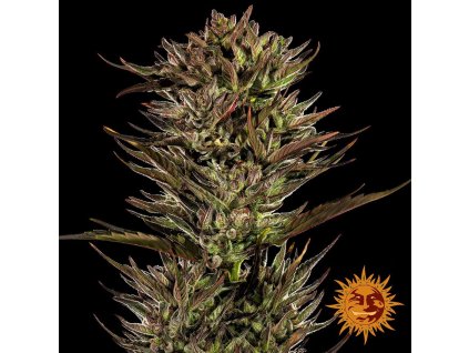 thin mint x sour pinot auto 2 411849