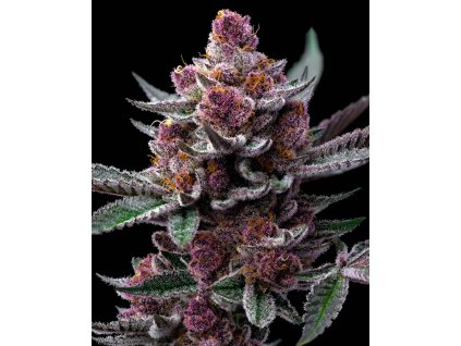 cherry gushers 1 182652