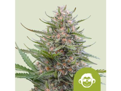 grape ape automatic.jpg 2