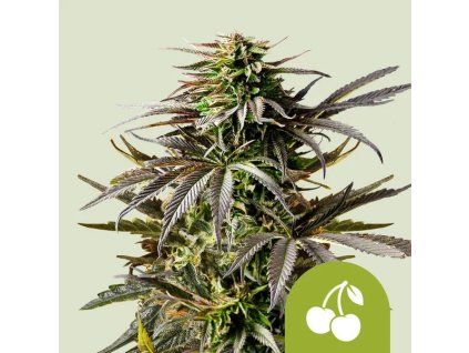 cherry pie automatic