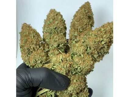 Morpheus buddhaseeds 5 2