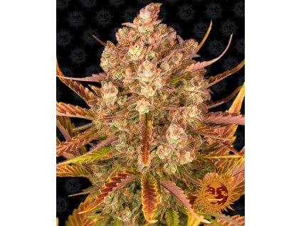 Dos Si Dos Auto - Barney´s Farm