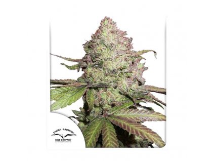 CBD Auto Charlotte’s Angel®- Dutch Passion