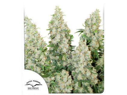 Auto Think Different - Dutch Passion