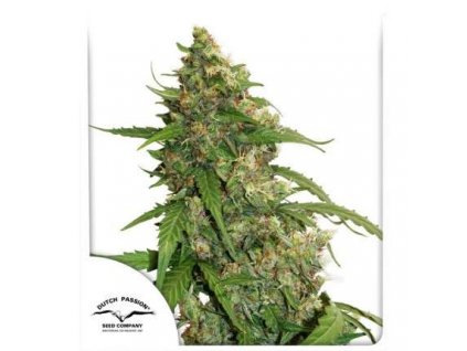 CBD Auto Compassion Lime - Dutch Passion
