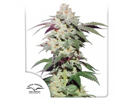 Skywalker Haze - Dutch Passion