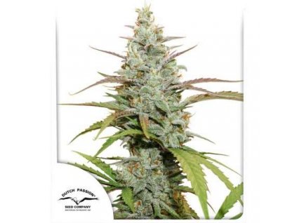 Mokum´s Tulip - Dutch Passion
