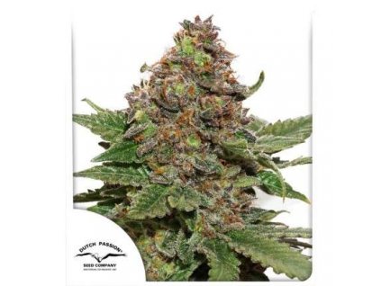 Strawberry Cough - Dutch Passion