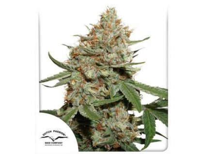 Skunk #11 - Dutch Passion