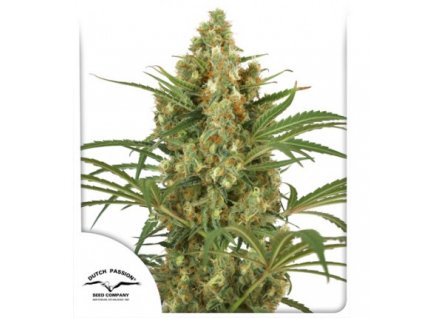 Snow Bud - Dutch Passion