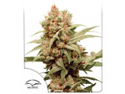 CBG-Force - Dutch Passion