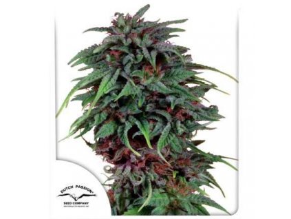 Durban Poison Regular - Dutch Passion - 10ks