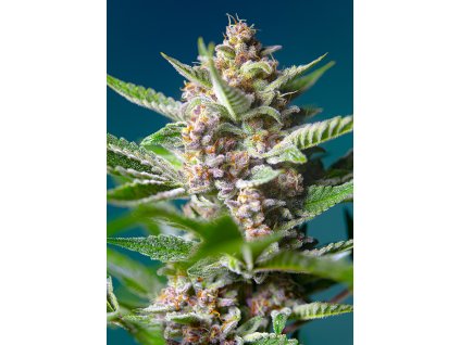 Purple Punch OG - Sweet Seeds -