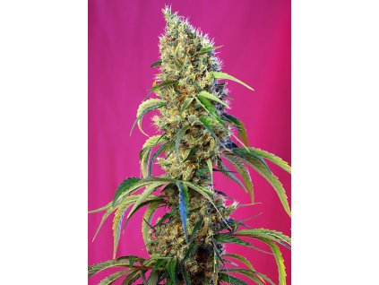 Black Jack CBD - Sweet Seeds -