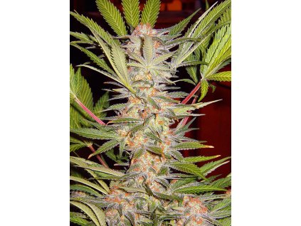 S.A.D. Sweet Afgani Delicious S1 - Sweet Seeds -