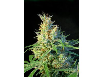 Psicodelicia - Sweet Seeds -