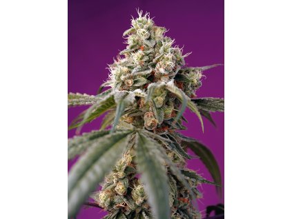 Bruce Banner Auto - Sweet Seeds
