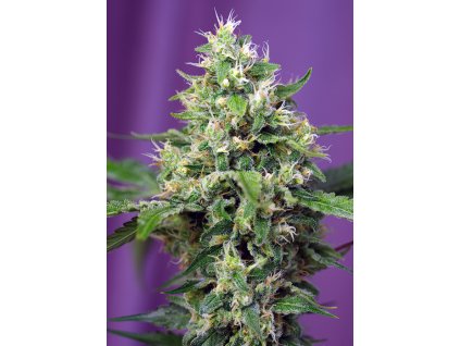 Sweet Amnesia Haze XL Auto - Sweet Seeds -