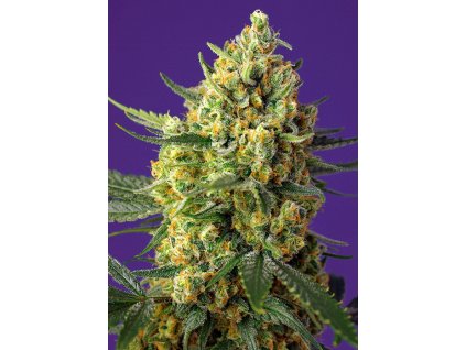 Crystal Candy XL Auto - Sweet Seeds -