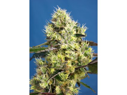 Sweet Gelato Auto - Sweet Seeds -