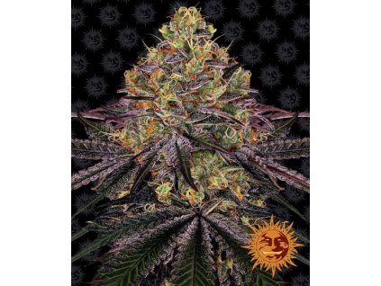 Watermelon Zkittlez - Barney´s Farm
