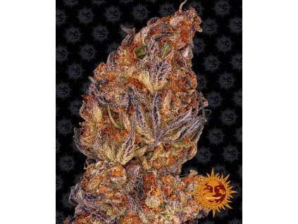 Runtz Auto - Barney´s Farm