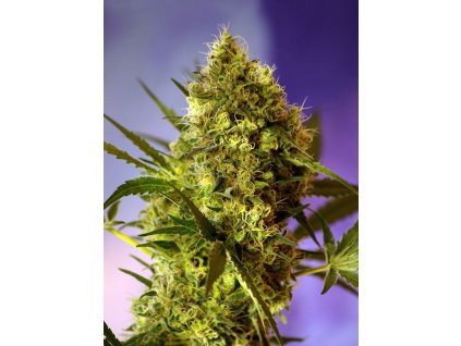 Big Devil 2 Auto - Sweet Seeds