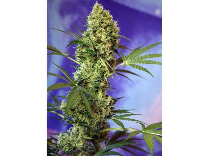 Big Devil Auto - Sweet Seeds