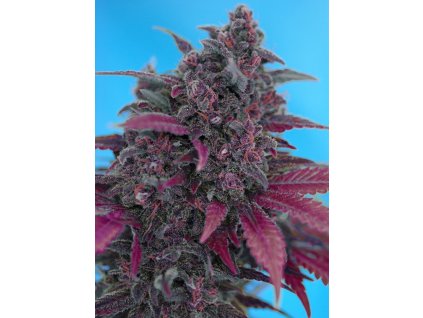 Dark Devil Auto - Sweet Seeds -