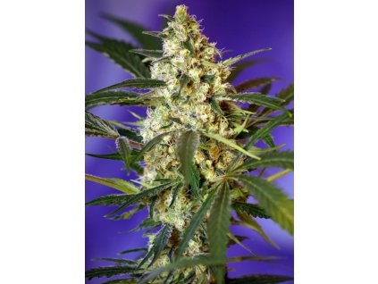 Fast Bud #2 Auto - Sweet Seeds -