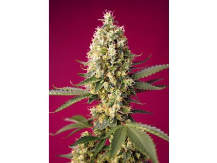 Skywalker OG Runtz XL Auto - Sweet Seeds -