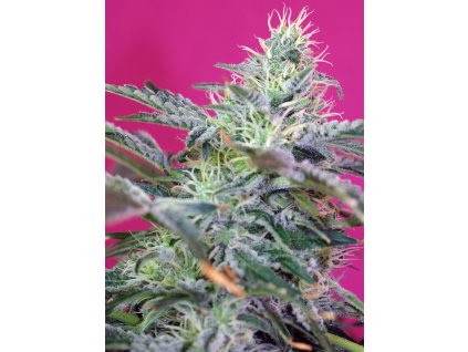 Sweet Cheese Auto - Sweet Seeds -