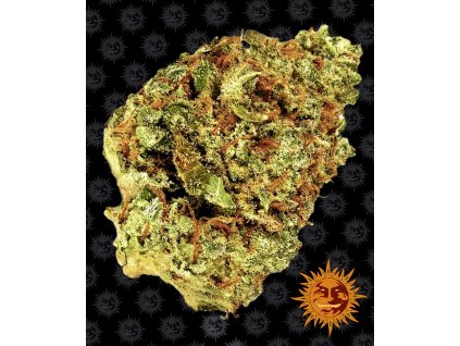 Watermelon Zkittlez Auto - Barney´s Farm