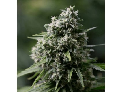 Critical + 2.0 - Silent Seeds
