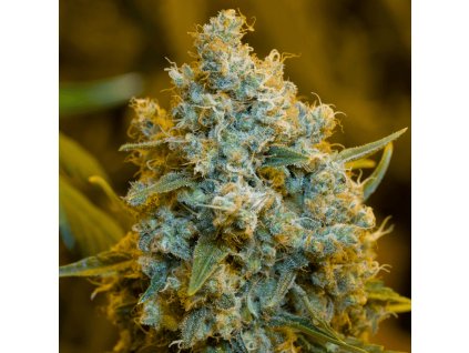 Critical Jack - Silent Seeds