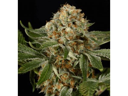 OG Kush - Silent Seeds -