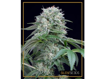 Starfire OG - Silent Seeds -