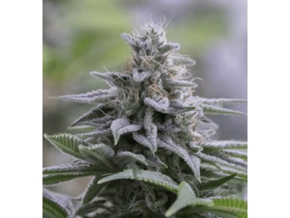 Zkittlez 2.0 - Silent Seeds