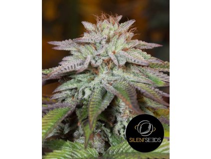 L.A. Vanilla Cake Auto - Silent Seeds -