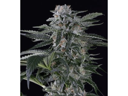 Moby Dick Auto - Silent Seeds -